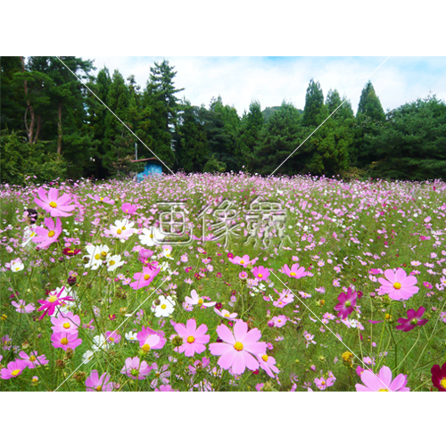 コスモスの(13)写真 ｜ 画像衆