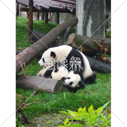 可愛すぎる親子パンダの写真素材 4 画像衆 可愛すぎる親子パンダの写真素材 4 画像衆