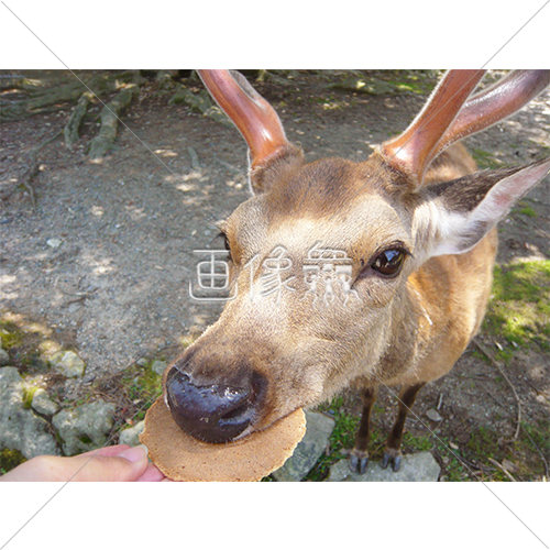 せんべいを食べる鹿の写真 画像衆