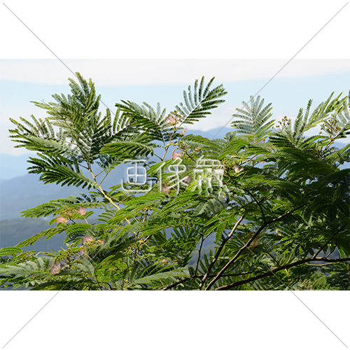 生い茂るヌママツの写真素材 ｜ 画像衆