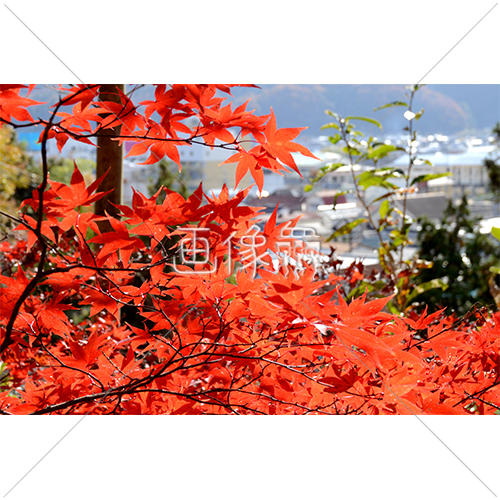 真っ赤な紅葉の写真素材 画像衆