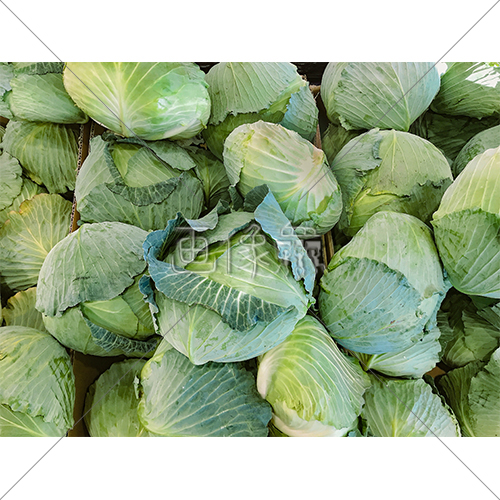 箱いっぱいのキャベツの写真素材 画像衆