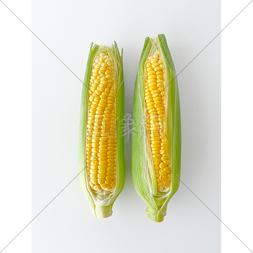 甘くて美味しいとうもろこしの写真素材 1 画像衆 甘くて美味しいとうもろこしの写真素材 1 画像衆
