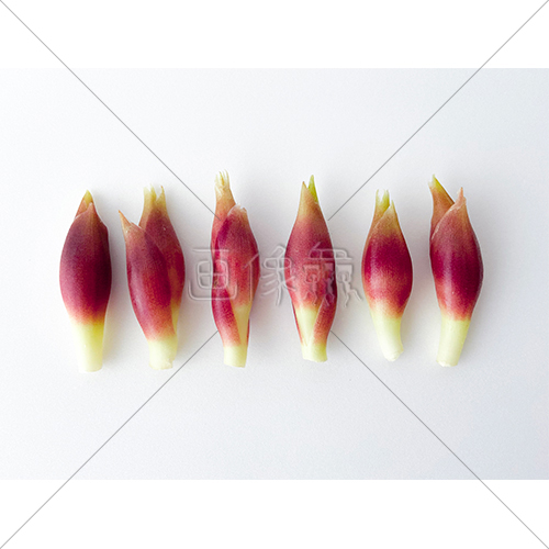 夏の香味野菜みょうがの写真素材 1 画像衆