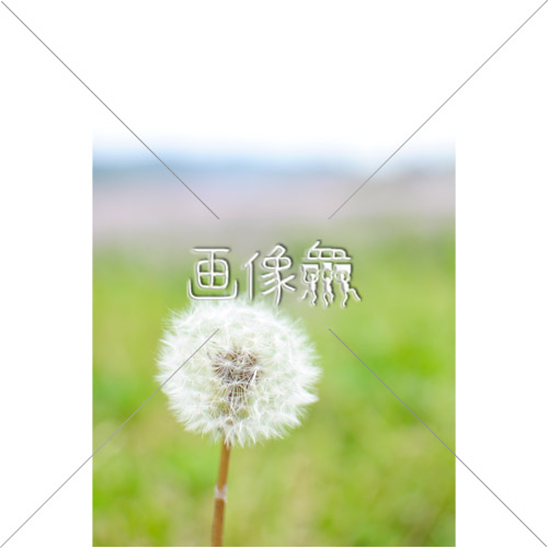 たんぽぽの写真 画像衆