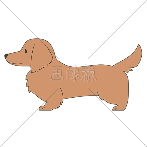 犬 ダックスフンド のイラスト素材 1 画像衆