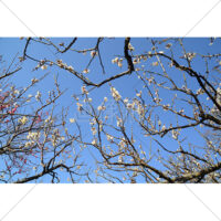 白い梅の木と青空の写真素材