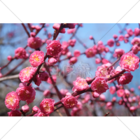 鮮やかな色の梅の写真素材