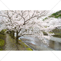 河川敷の桜の写真素材（1）