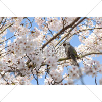 桜と鳥の写真素材（1）