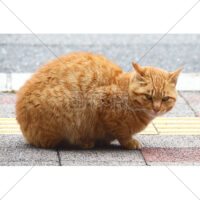 道路横の茶色い猫の写真素材