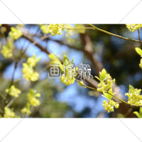 春に芽吹く花木の写真素材
