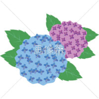 青色とピンク色の紫陽花のイラスト素材