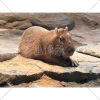 カピバラ（2）の写真素材