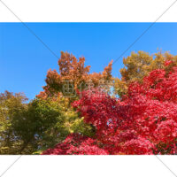 澄んだ空と紅葉の写真素材