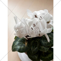 白いシクラメンの花の写真素材
