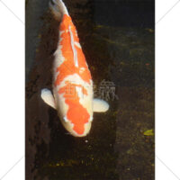 水の中を泳ぐ大きな鯉の写真素材